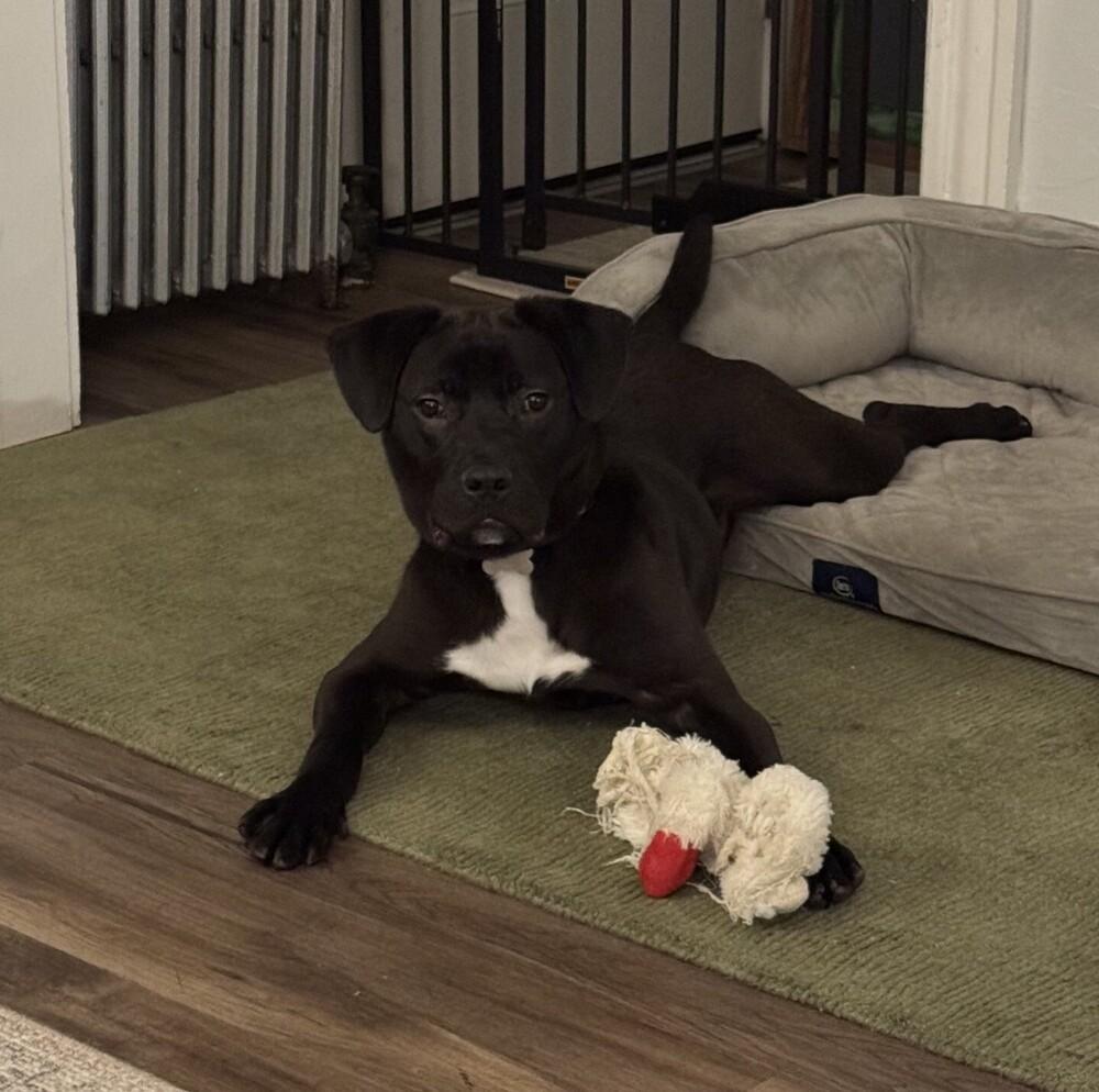 Enlarge Sanders, a Adoptable mixed breed in Boston, MA image 4/6