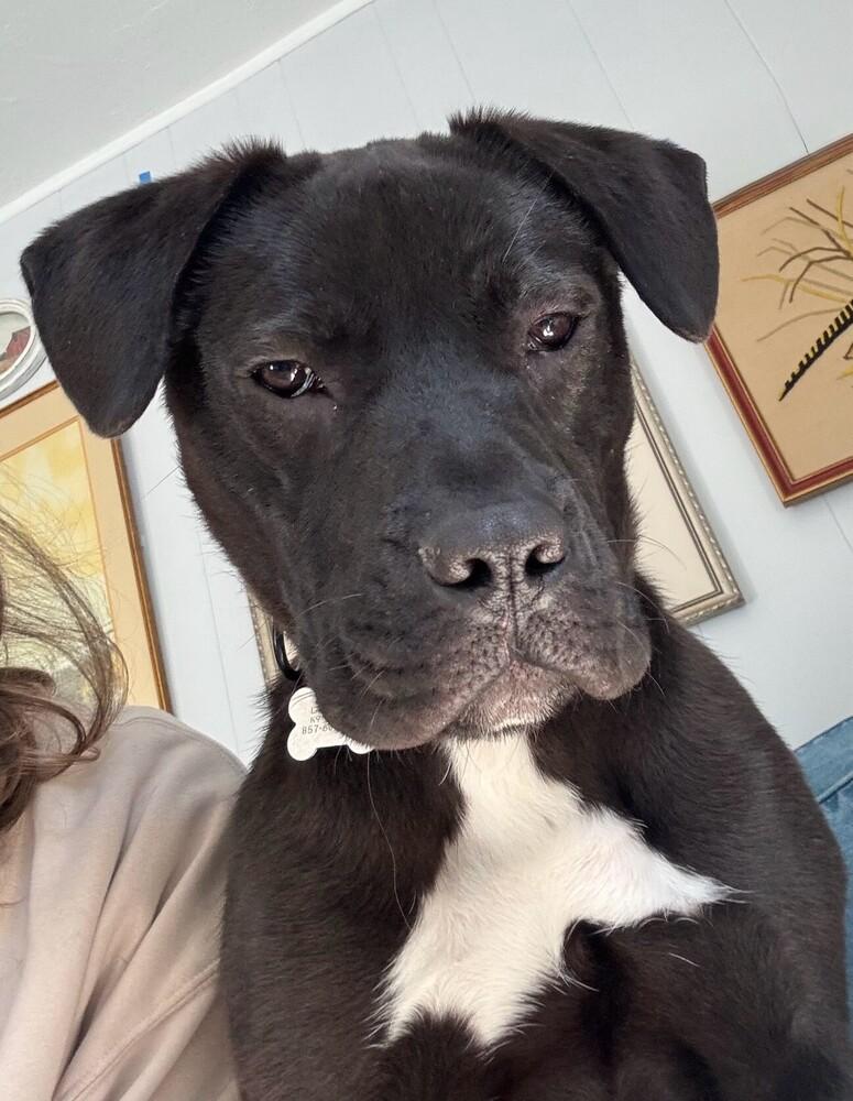 Enlarge Sanders, a Adoptable mixed breed in Boston, MA image 5/6