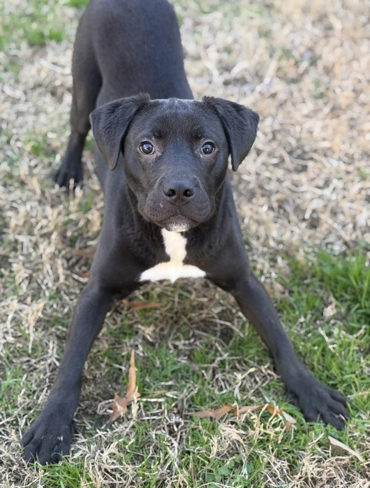 Enlarge Sanders, a Adoptable mixed breed in Boston, MA image 6/6