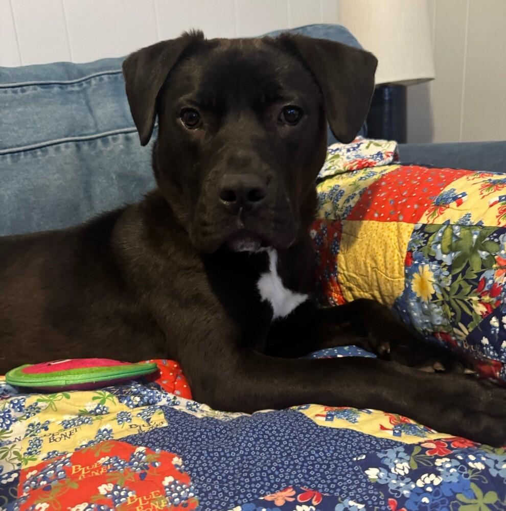 Enlarge Sanders, a Adoptable mixed breed in Boston, MA image 6/6