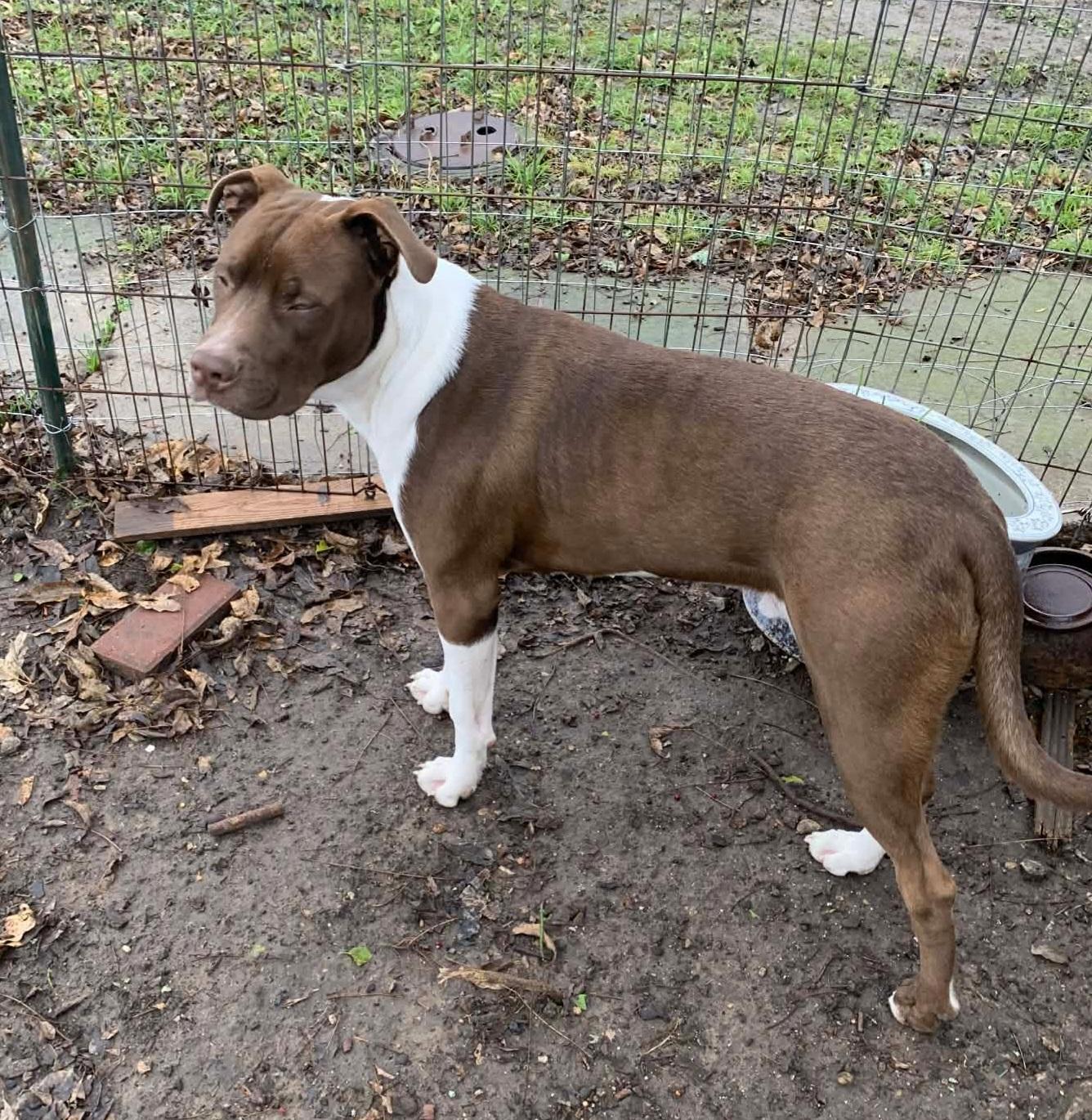 Chico, an adopted American Bully in Plano, TX image 3/6