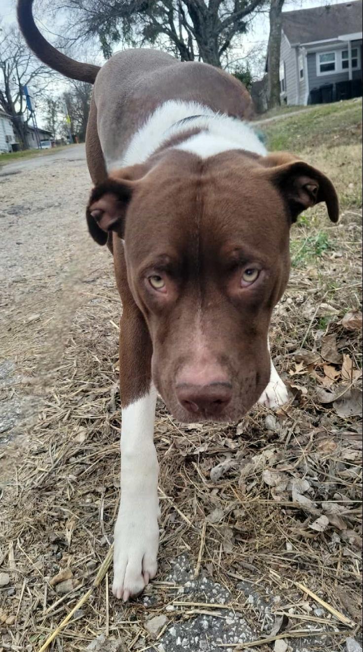 Chico, an adopted American Bully in Plano, TX image 5/6
