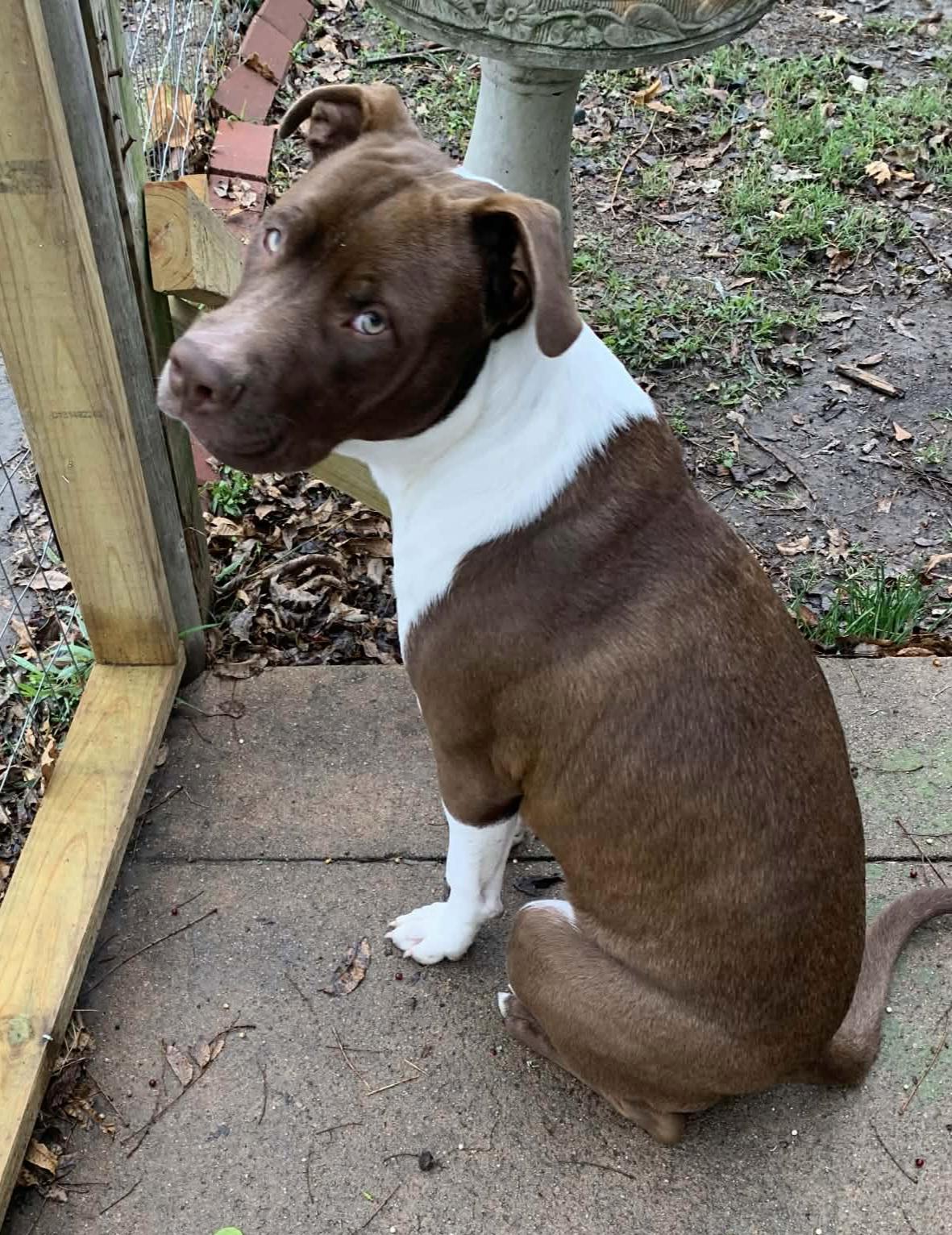 Chico, an adopted American Bully in Plano, TX image 1/6