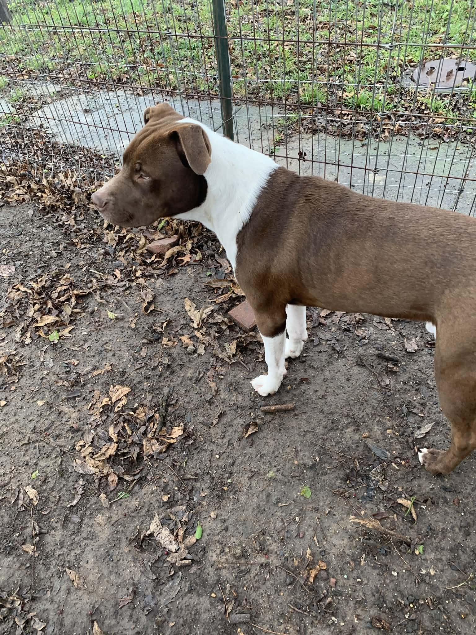Chico, an adopted American Bully in Plano, TX image 2/6