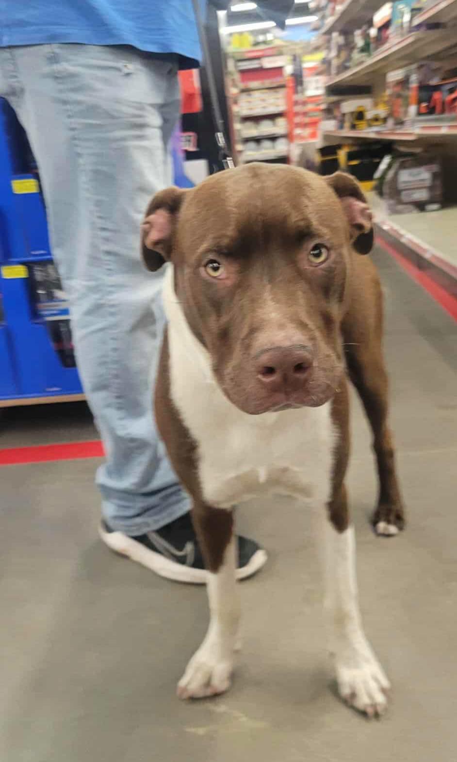 Chico, an adopted American Bully in Plano, TX image 4/6