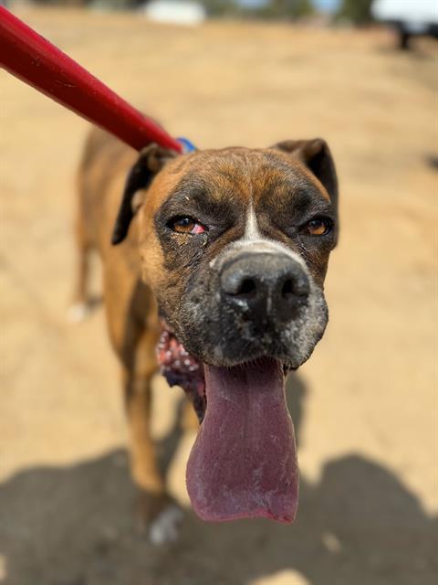 KAHLEESI, Adoptable, Adult Female Boxer.