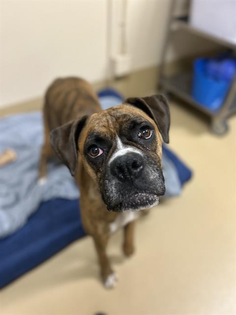 KAHLEESI, Adoptable, Adult Female Boxer.