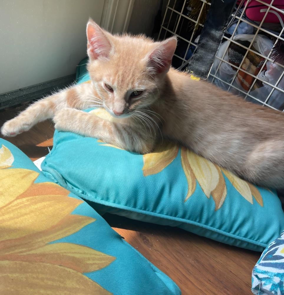 Enlarge Fluffy-Q. K-516, a Adoptable Domestic Short Hair in Metamora, IL image 1/1