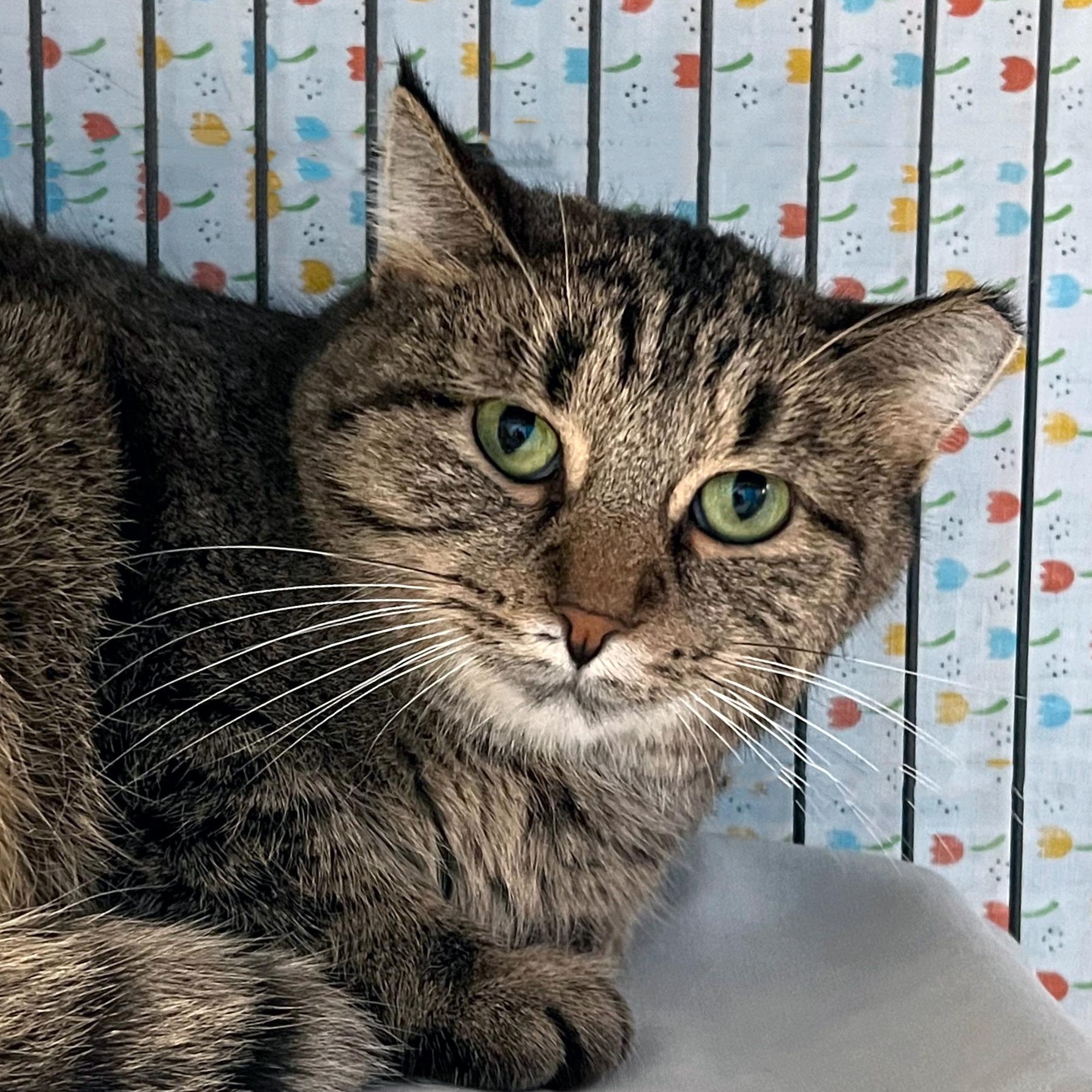 Katniss, a ADOPTABLE Domestic Short Hair in St. Louis, MO image 2/2