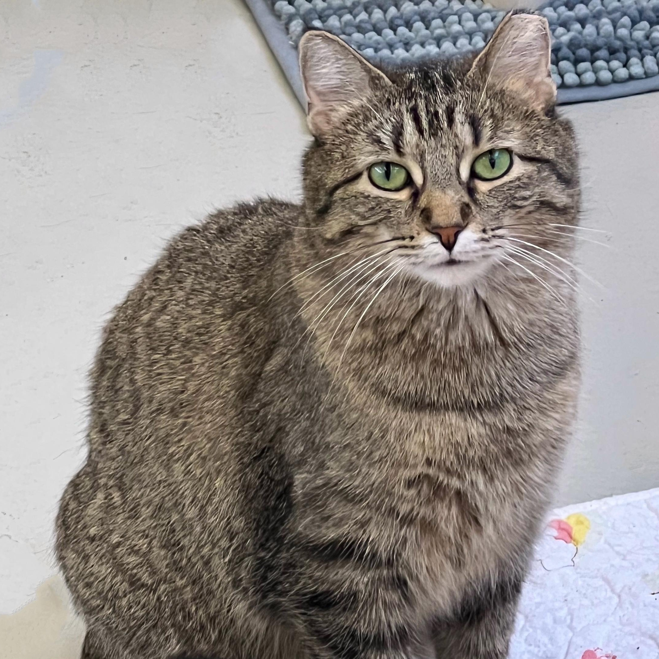 Katniss, ADOPTABLE, Adult Female Domestic Short Hair.