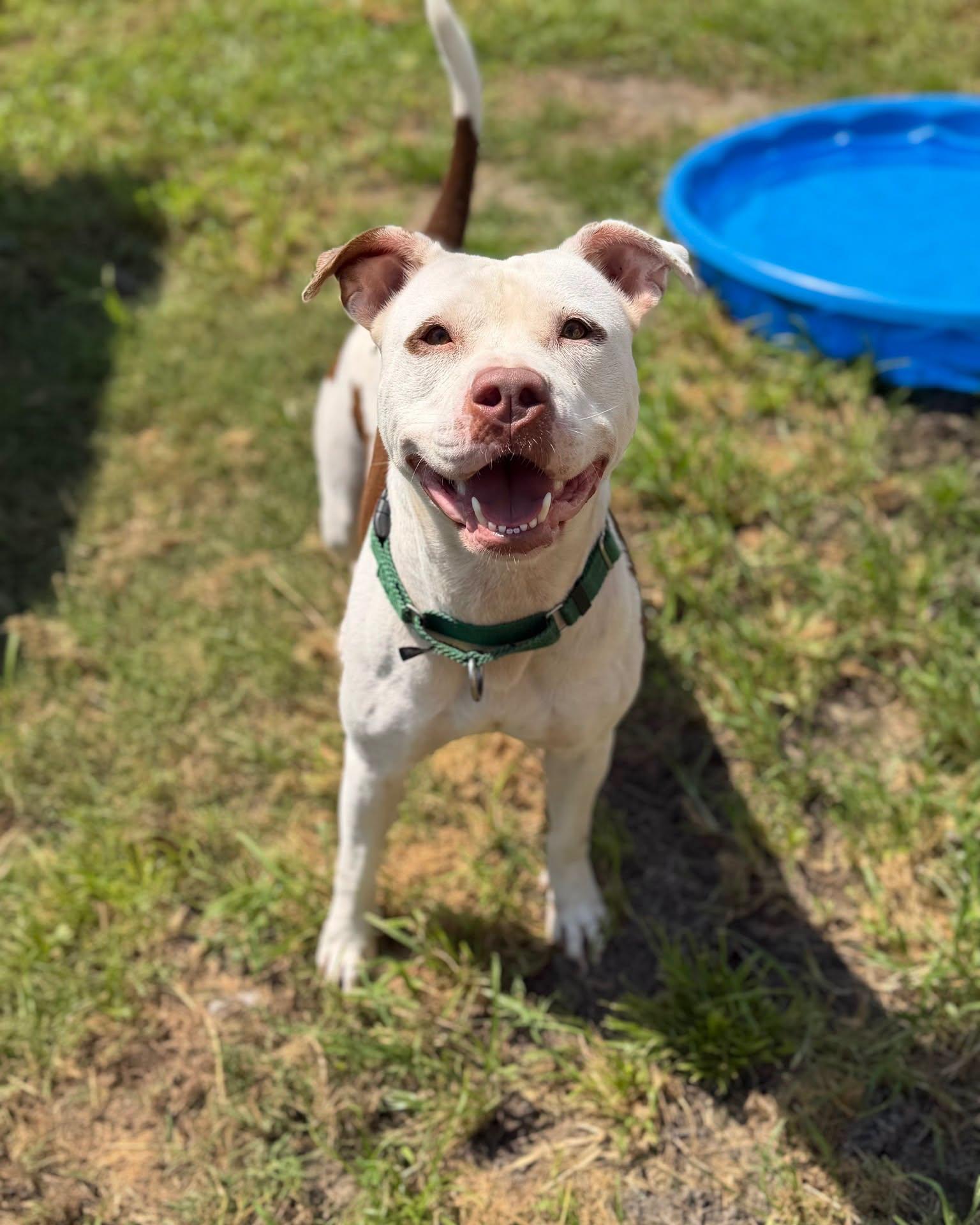 Enlarge Juicy, a Adoptable Mixed Breed in North Myrtle Beach, SC image 6/6