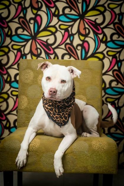 Enlarge Juicy, a Adoptable Mixed Breed in North Myrtle Beach, SC image 4/6