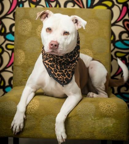 Enlarge Juicy, a Adoptable Mixed Breed in North Myrtle Beach, SC image 1/6