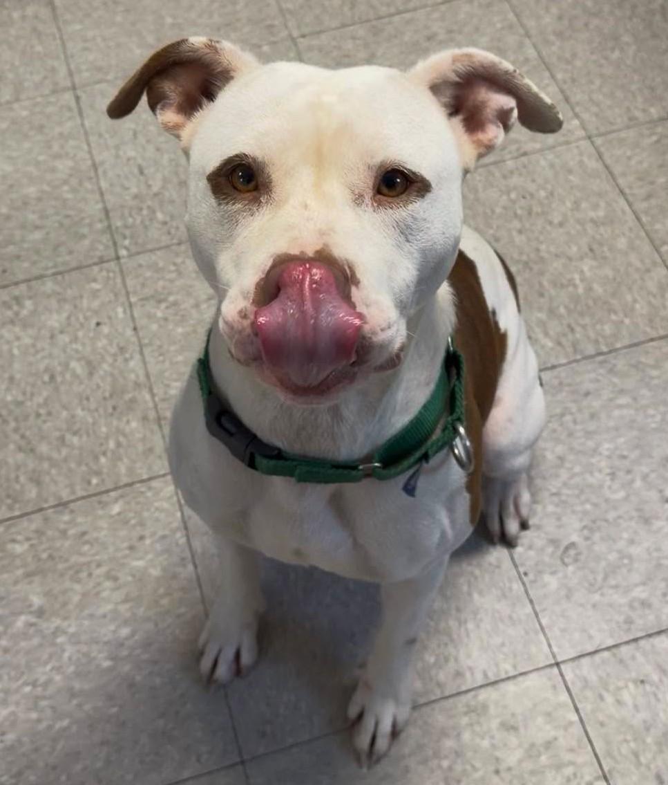Enlarge Juicy, a Adoptable Mixed Breed in North Myrtle Beach, SC image 5/6