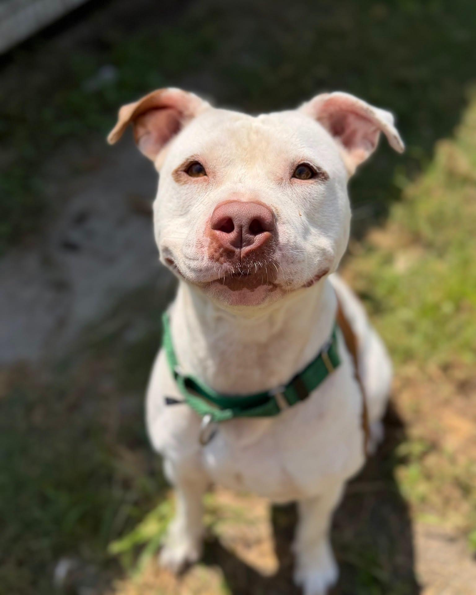 Enlarge Juicy, a Adoptable Mixed Breed in North Myrtle Beach, SC image 3/6