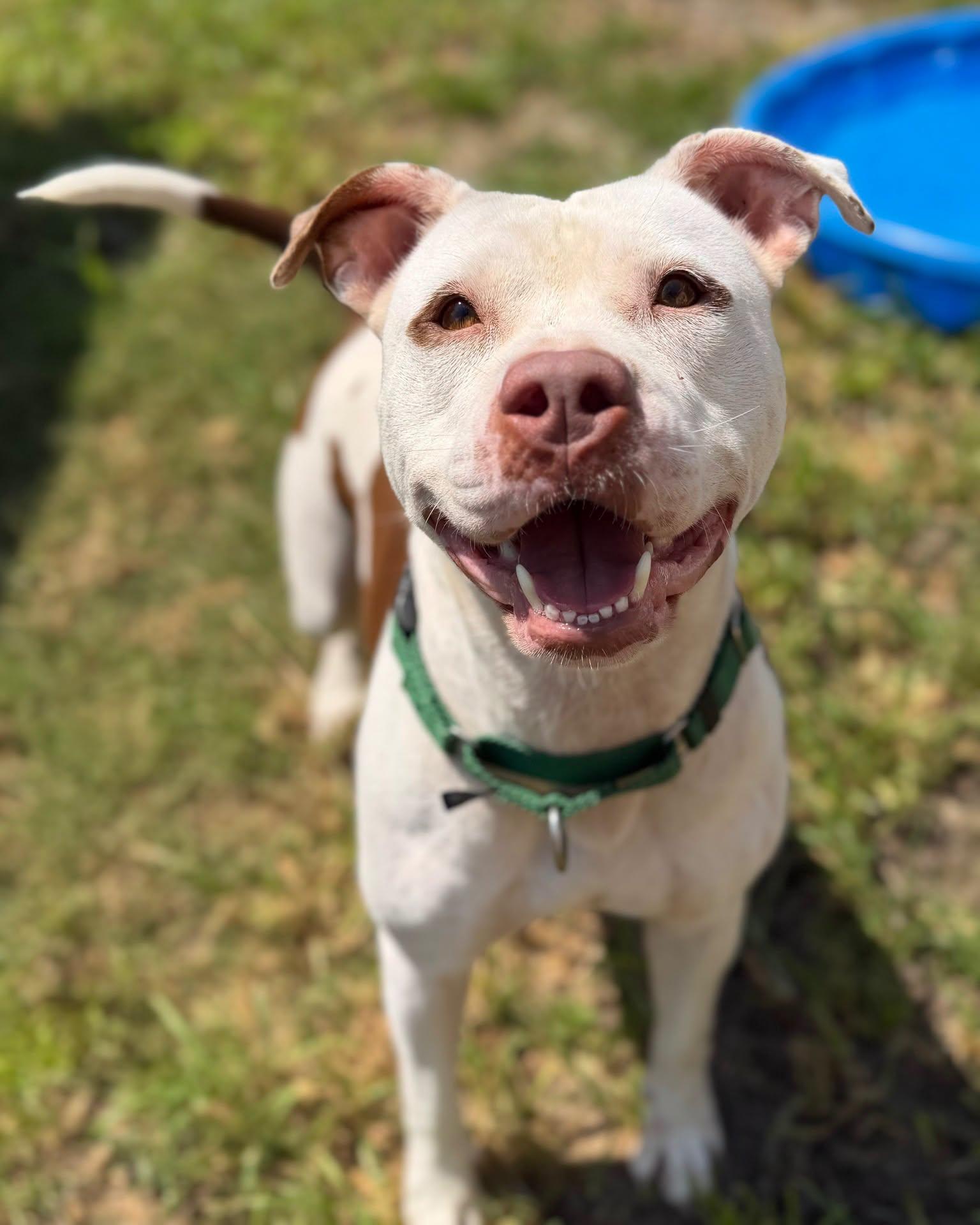 Enlarge Juicy, a Adoptable Mixed Breed in North Myrtle Beach, SC image 2/6