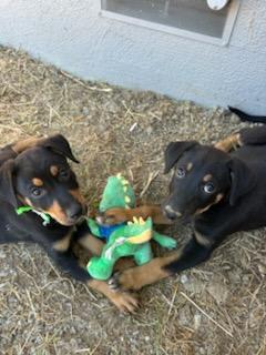 Aspen, a Adoptable Mixed Breed in San Jose, CA image 1/3