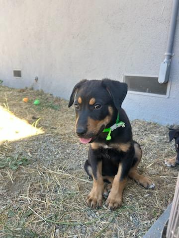 Aspen, a Adoptable Mixed Breed in San Jose, CA image 2/3