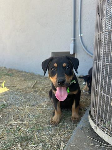 Aspen, a Adoptable Mixed Breed in San Jose, CA image 3/3