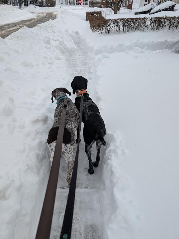 Enlarge Daisy, a ADOPTABLE German Shorthaired Pointer in Tewksbury, MA image 2/3