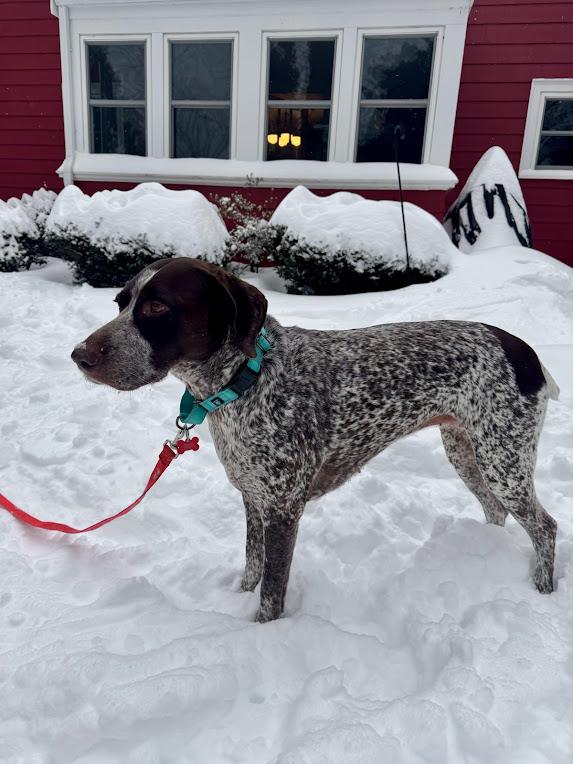 Enlarge Daisy, a ADOPTABLE German Shorthaired Pointer in Tewksbury, MA image 3/3