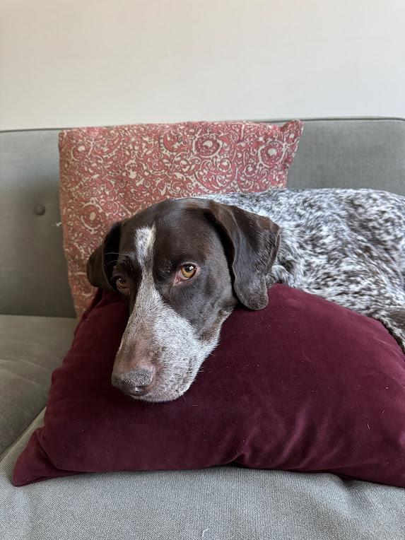 Enlarge Daisy, a ADOPTABLE German Shorthaired Pointer in Tewksbury, MA image 1/3