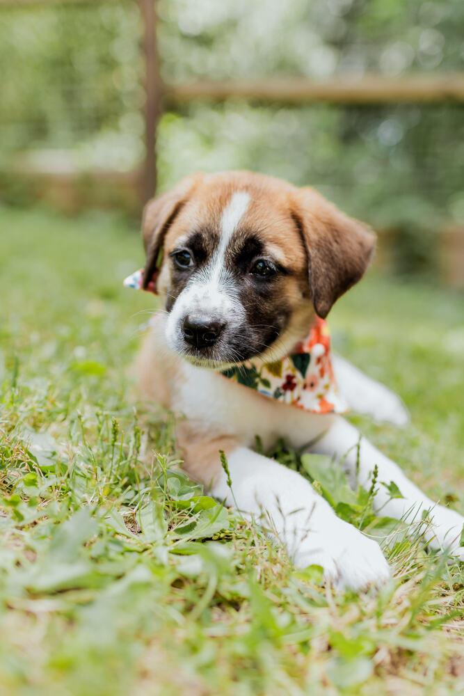 Enlarge Maple, a Adopted mixed breed in Chattanooga, TN image 1/3