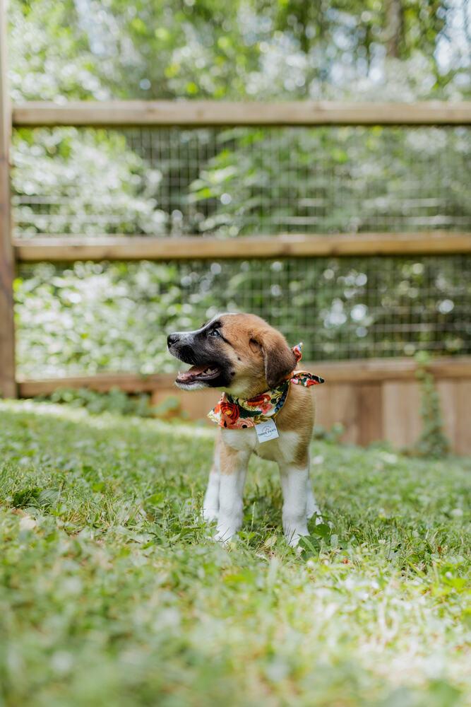 Enlarge Maple, a Adopted mixed breed in Chattanooga, TN image 2/3