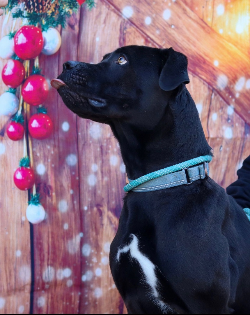 Rusty, Adoptable, Young Male Cane Corso.