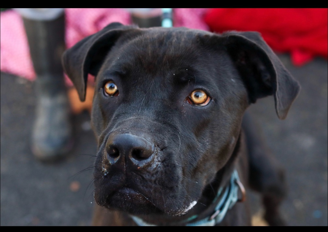 Enlarge Rusty, a Adoptable Cane Corso in Fleetwood, PA image 2/9