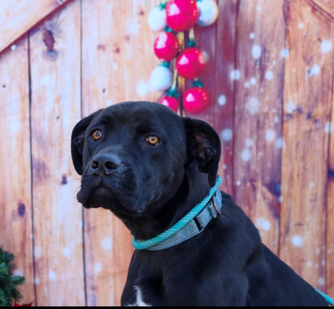 Enlarge Rusty, a Adoptable Cane Corso in Fleetwood, PA image 4/9