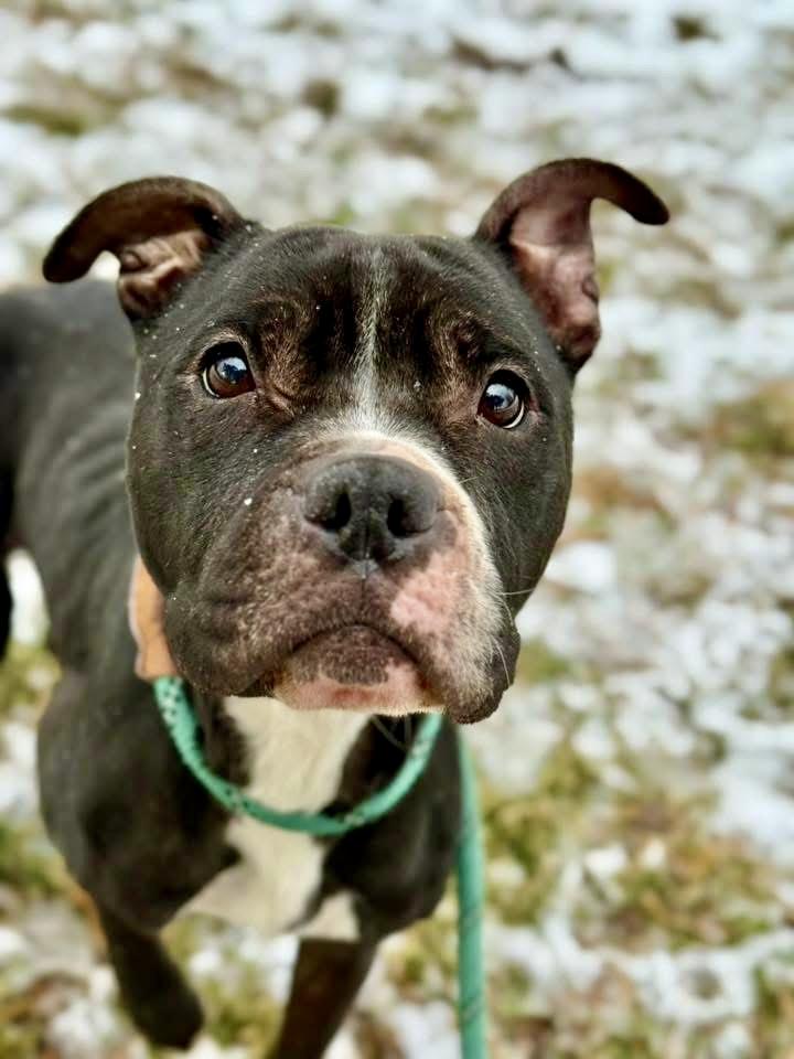 Hallelujah, ADOPTABLE, Adult Female Pit Bull Terrier.