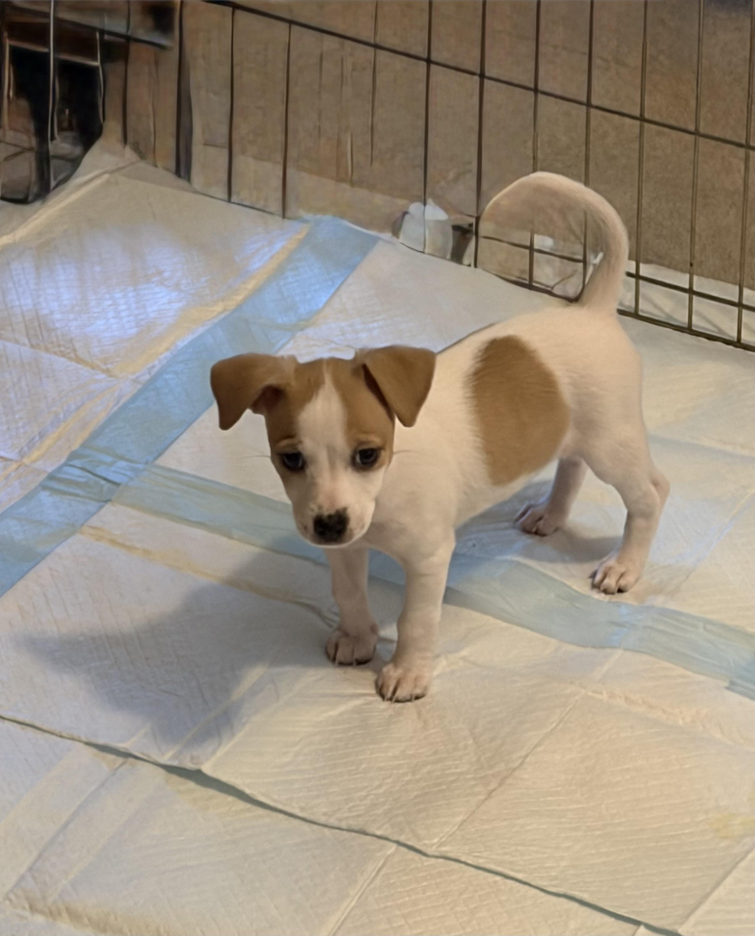 DAPHNE, ADOPTABLE, Puppy Female Mixed Breed.