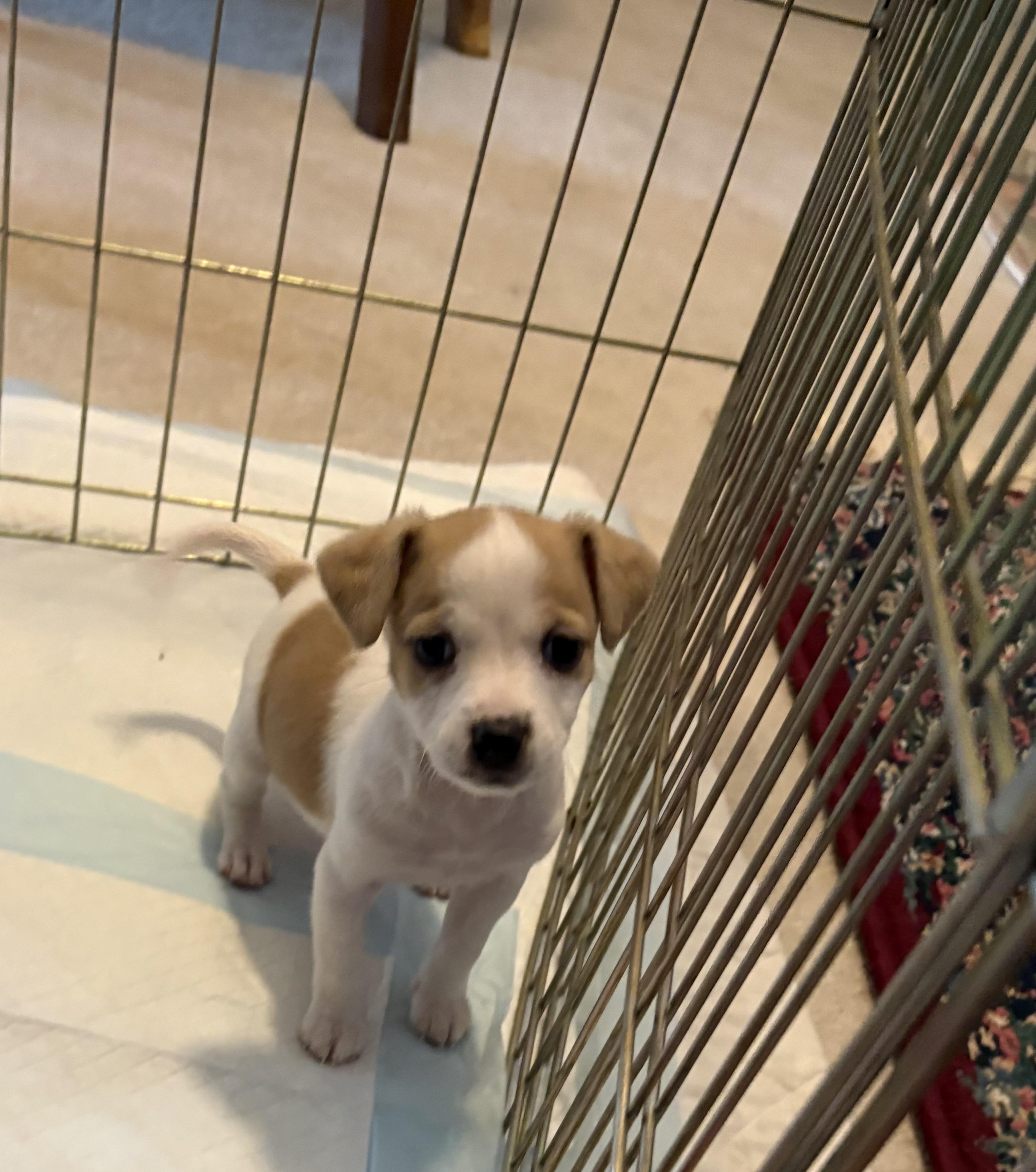 Enlarge DAPHNE, a ADOPTABLE mixed breed in Dumont, NJ image 4/4