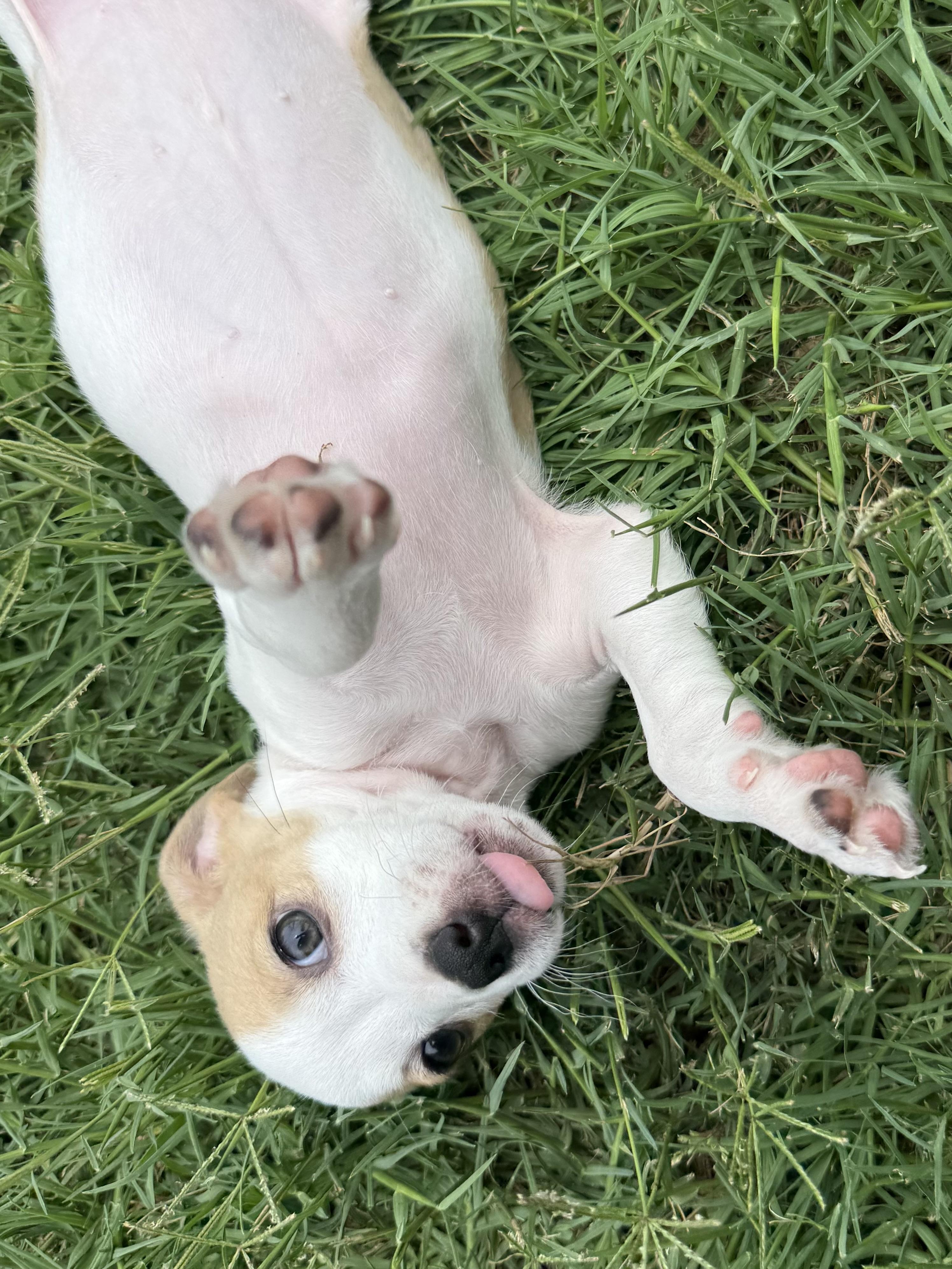 Enlarge DAPHNE, a ADOPTABLE mixed breed in Dumont, NJ image 3/4