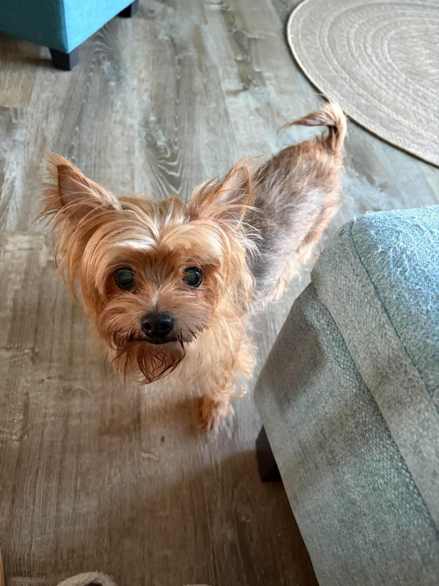 Bella, Adoptable, Senior Female Yorkshire Terrier.