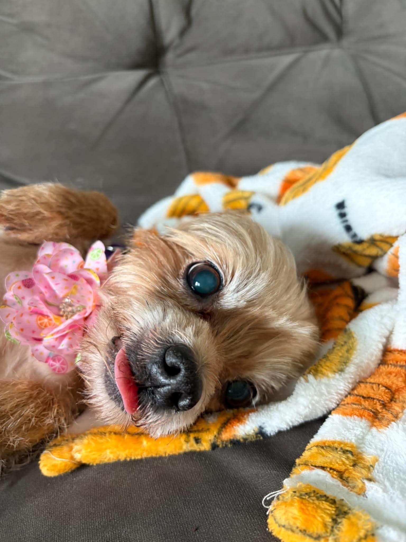 Enlarge Bella, a Adoptable Yorkshire Terrier in Virginia Beach, VA image 2/2