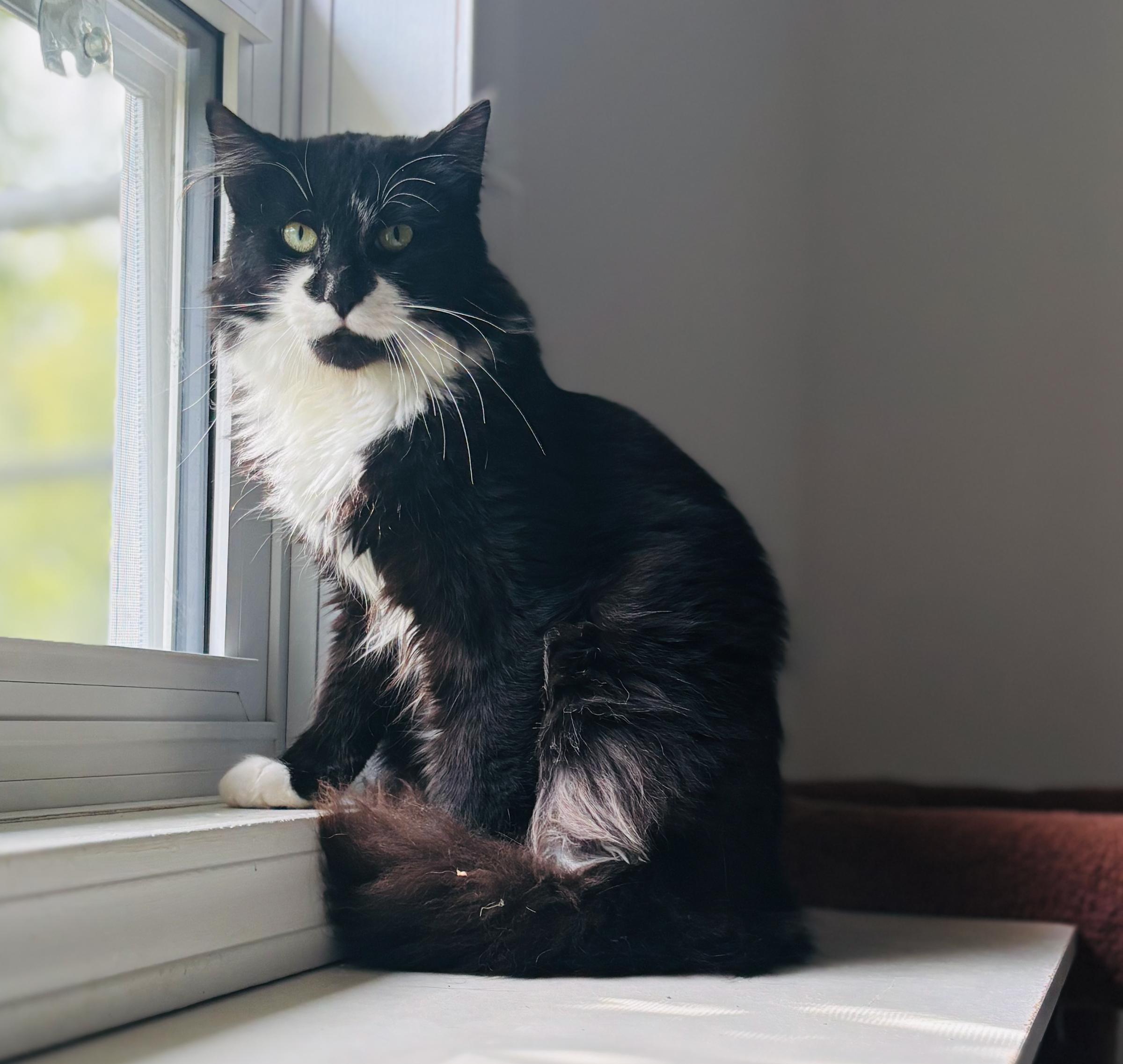 Vinny, Adoptable, Adult Male Domestic Long Hair.