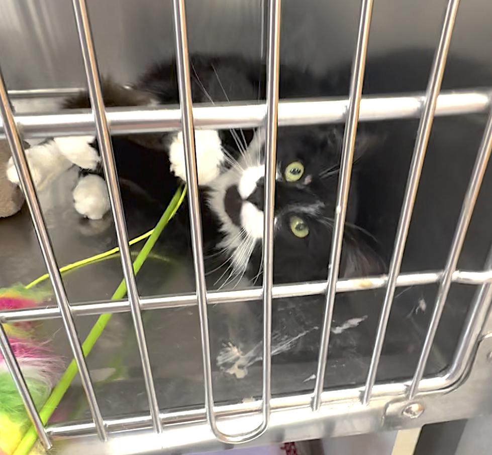 Enlarge Vinny, a Adoptable Domestic Long Hair in St Stephen, NB image 2/2