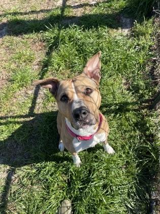 Danica, Adoptable, Adult Female Boxer & Mixed Breed.