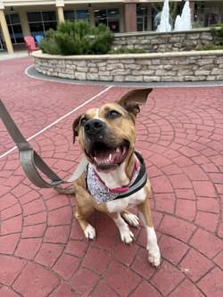 Enlarge Danica, a Adoptable mixed breed in Conway, SC image 2/3