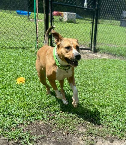 Enlarge Danica, a Adoptable mixed breed in Conway, SC image 3/3