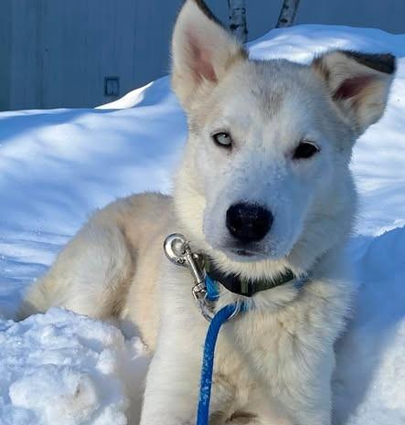 Enlarge PEBBLES, a Adoptable mixed breed in Anchorage, AK image 1/1