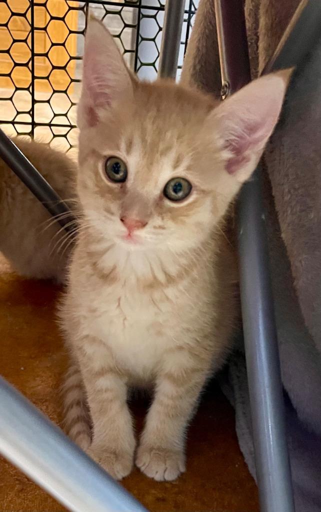 Enlarge *Vanilla Spice, a Adoptable mixed breed in Newnan, GA image 1/1