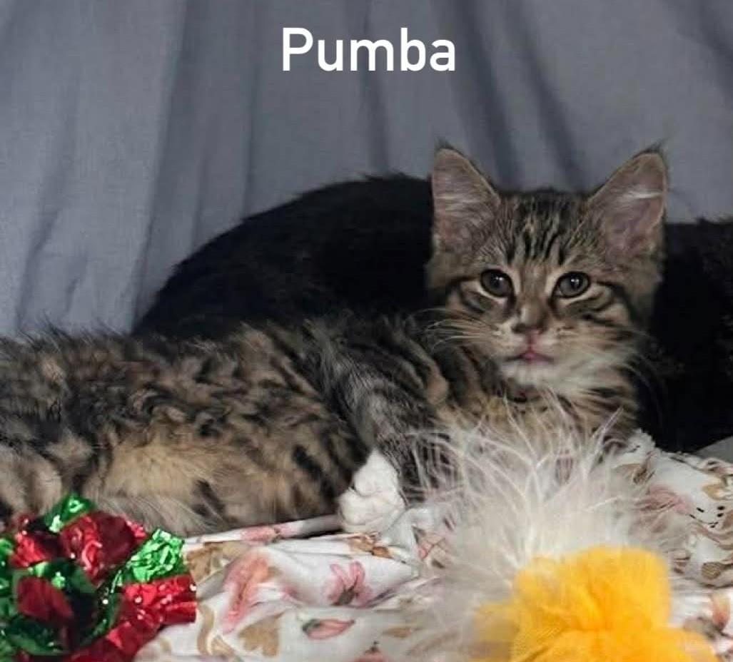 Enlarge TIMON & PUMBA, a ADOPTABLE Domestic Short Hair in Pointe-Claire, QC image 1/6