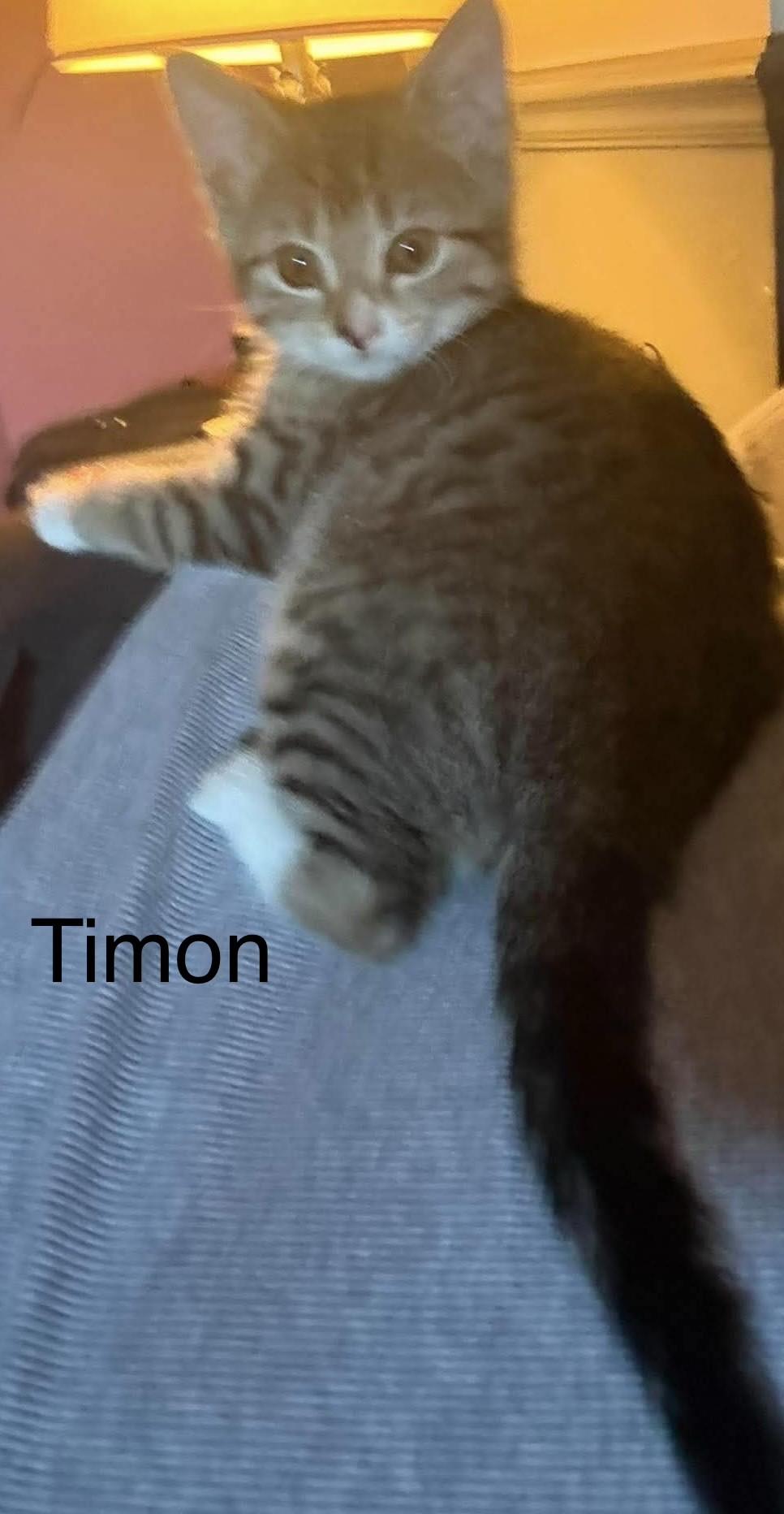 Enlarge TIMON & PUMBA, a ADOPTABLE Domestic Short Hair in Pointe-Claire, QC image 4/6