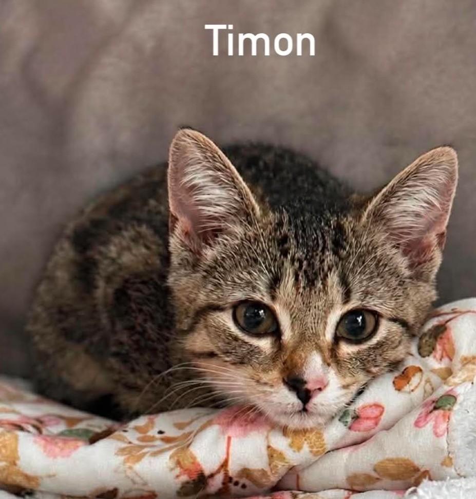 Enlarge TIMON & PUMBA, a ADOPTABLE Domestic Short Hair in Pointe-Claire, QC image 3/6