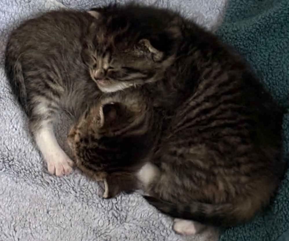 Enlarge TIMON & PUMBA, a ADOPTABLE Domestic Short Hair in Pointe-Claire, QC image 5/6