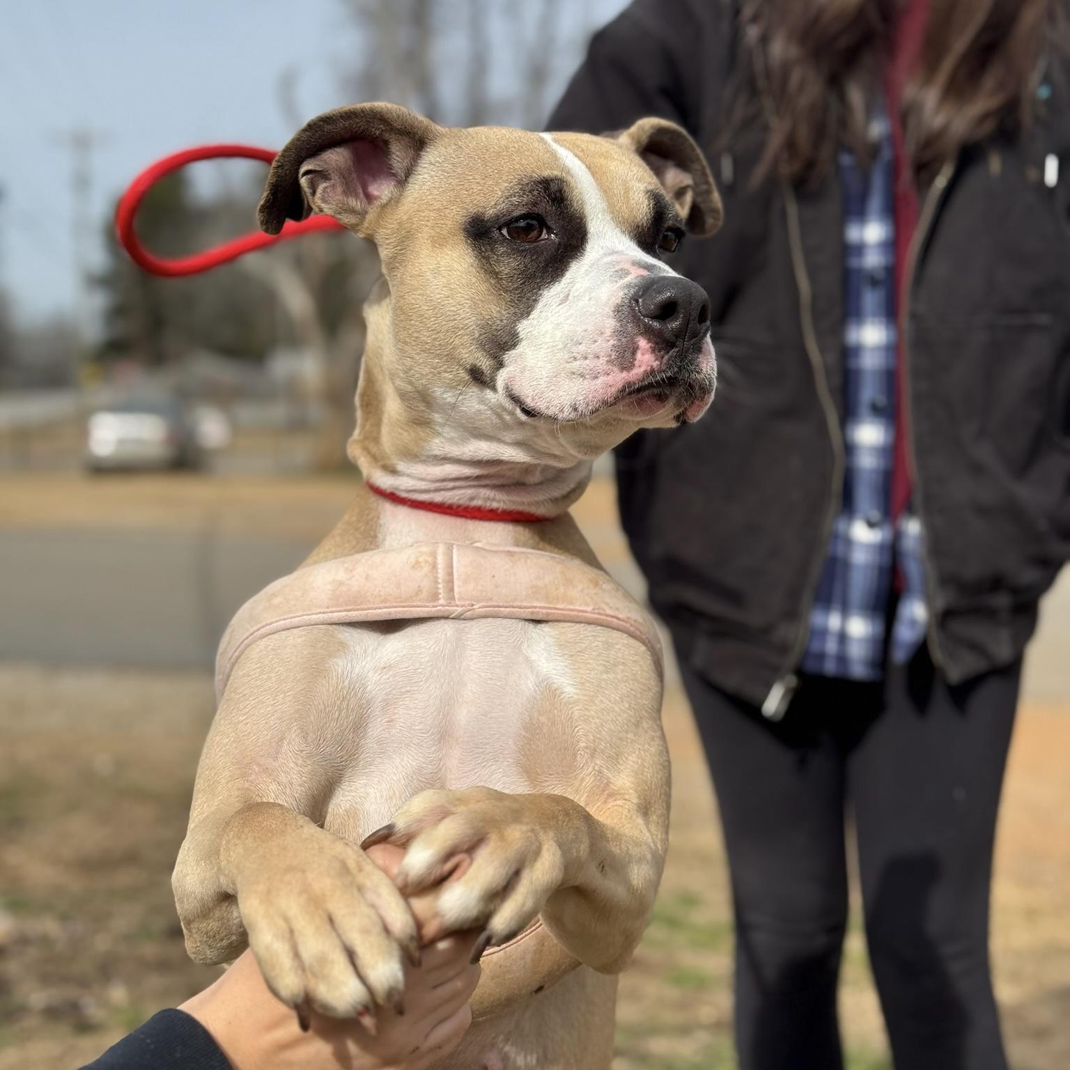 Celeste — thumbnail 4