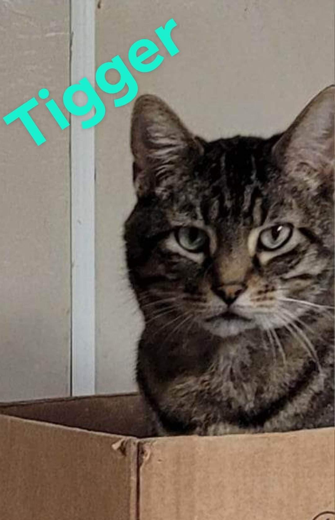 Tigger, Adoptable, Young Male Tabby & American Shorthair.